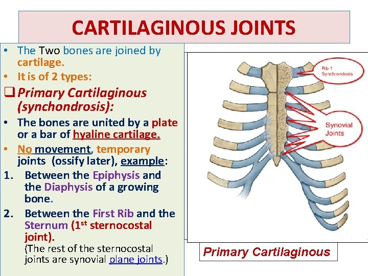CARTILAGINOUS JOINTS • The Two bones are joined by cartilage. • It is of