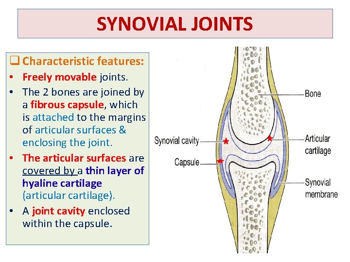 SYNOVIAL JOINTS q Characteristic features: • Freely movable joints. • The 2 bones are