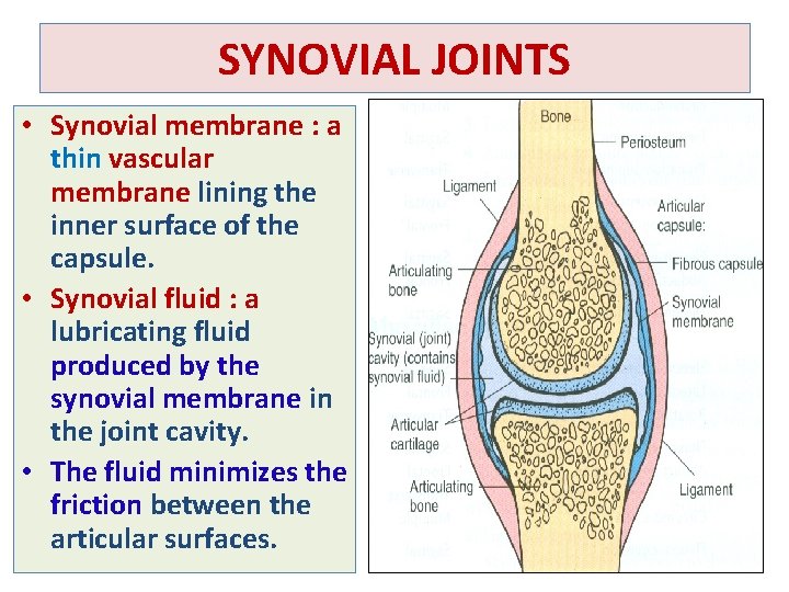 SYNOVIAL JOINTS • Synovial membrane : a thin vascular membrane lining the inner surface