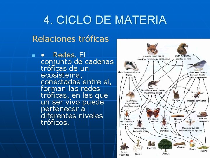 4. CICLO DE MATERIA Relaciones tróficas n • Redes. El conjunto de cadenas tróficas