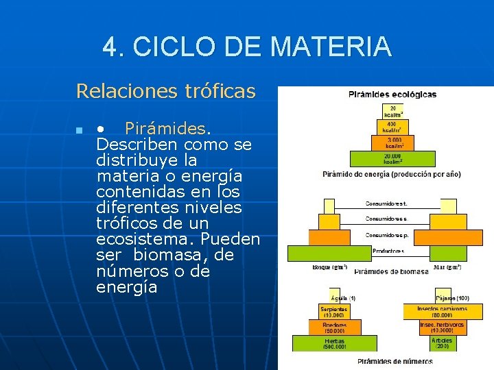 4. CICLO DE MATERIA Relaciones tróficas n • Pirámides. Describen como se distribuye la
