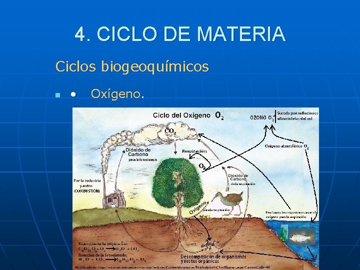4. CICLO DE MATERIA Ciclos biogeoquímicos n • Oxígeno. 