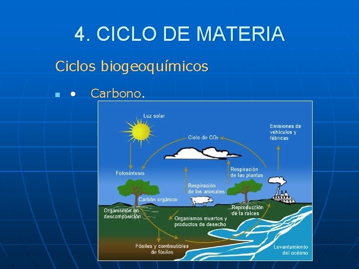 4. CICLO DE MATERIA Ciclos biogeoquímicos n • Carbono. 