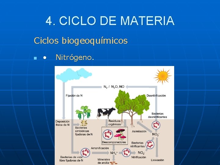 4. CICLO DE MATERIA Ciclos biogeoquímicos n • Nitrógeno. 