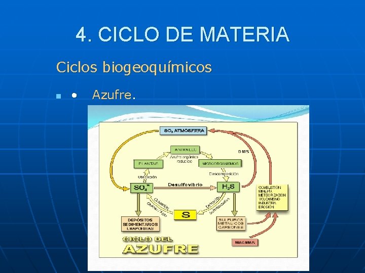 4. CICLO DE MATERIA Ciclos biogeoquímicos n • Azufre. 