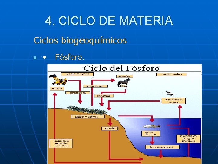 4. CICLO DE MATERIA Ciclos biogeoquímicos n • Fósforo. 