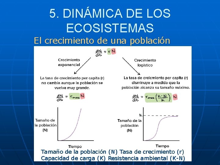 5. DINÁMICA DE LOS ECOSISTEMAS El crecimiento de una población Tamaño de la población