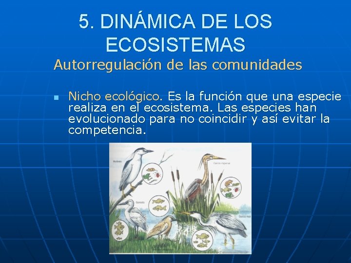 5. DINÁMICA DE LOS ECOSISTEMAS Autorregulación de las comunidades n Nicho ecológico. Es la