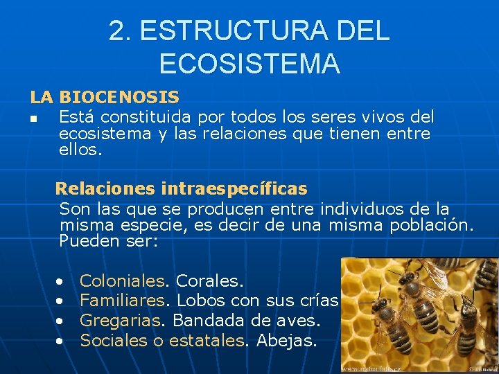 2. ESTRUCTURA DEL ECOSISTEMA LA BIOCENOSIS n Está constituida por todos los seres vivos