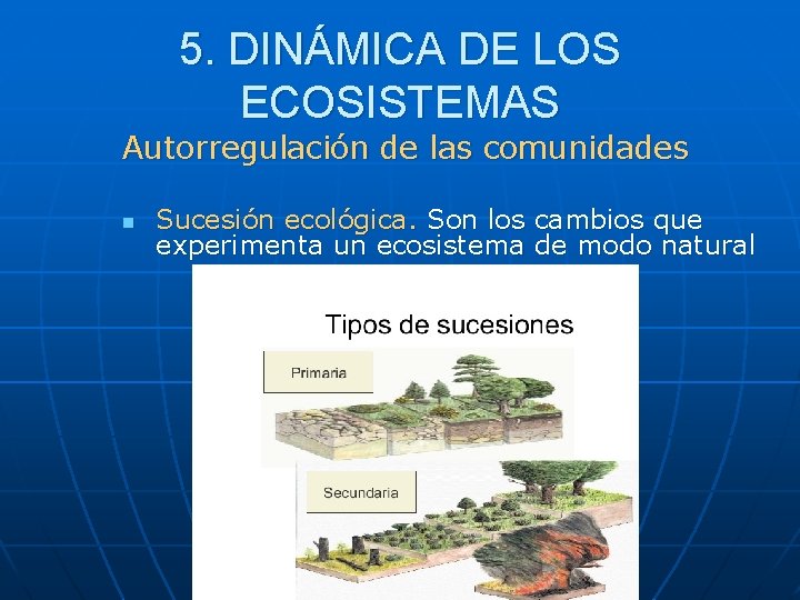 5. DINÁMICA DE LOS ECOSISTEMAS Autorregulación de las comunidades n Sucesión ecológica. Son los