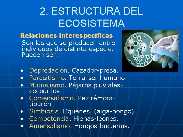 2. ESTRUCTURA DEL ECOSISTEMA Relaciones interespecíficas Son las que se producen entre individuos de