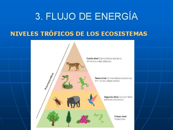3. FLUJO DE ENERGÍA NIVELES TRÓFICOS DE LOS ECOSISTEMAS 