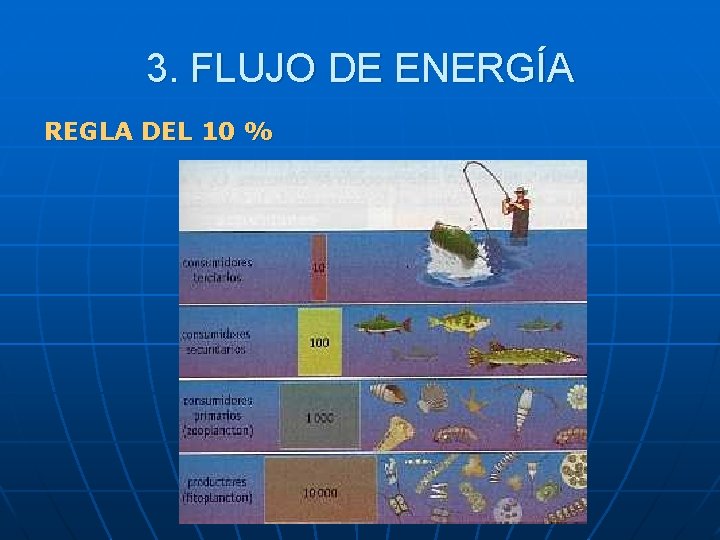3. FLUJO DE ENERGÍA REGLA DEL 10 % 