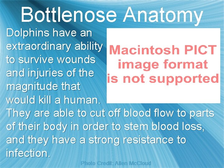 Bottlenose Anatomy Dolphins have an extraordinary ability to survive wounds and injuries of the