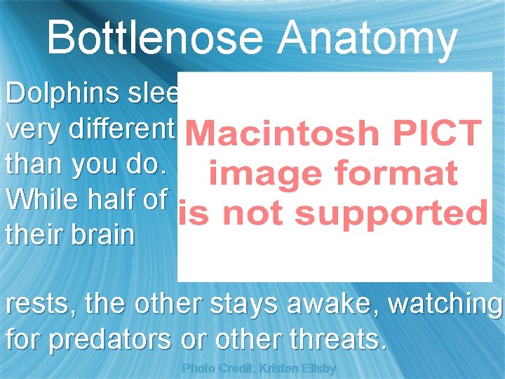 Bottlenose Anatomy Dolphins sleep very differently than you do. While half of their brain