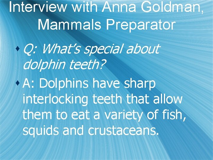 Interview with Anna Goldman, Mammals Preparator s Q: What’s special about dolphin teeth? s