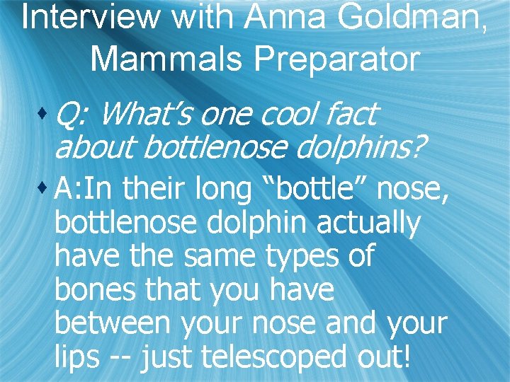 Interview with Anna Goldman, Mammals Preparator s Q: What’s one cool fact about bottlenose
