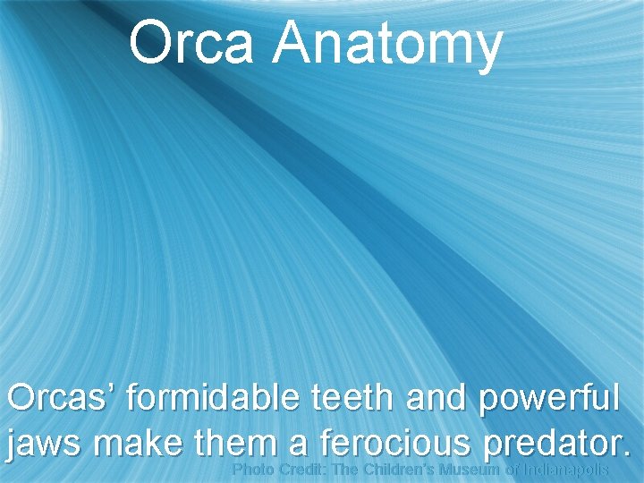 Orca Anatomy Orcas’ formidable teeth and powerful jaws make them a ferocious predator. Photo