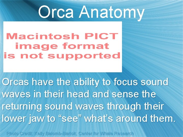 Orca Anatomy Orcas have the ability to focus sound waves in their head and
