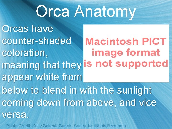 Orca Anatomy Orcas have counter-shaded coloration, meaning that they appear white from below to