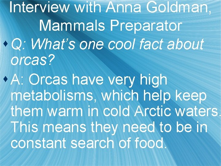 Interview with Anna Goldman, Mammals Preparator s Q: What’s one cool fact about orcas?