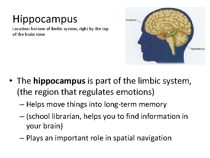 Hippocampus Location: bottom of limbic system, right by the top of the brain stem