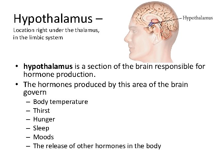 Hypothalamus – Location right under the thalamus, in the limbic system • hypothalamus is