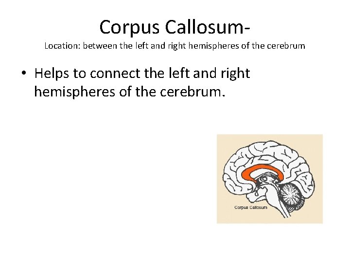 Corpus Callosum- Location: between the left and right hemispheres of the cerebrum • Helps