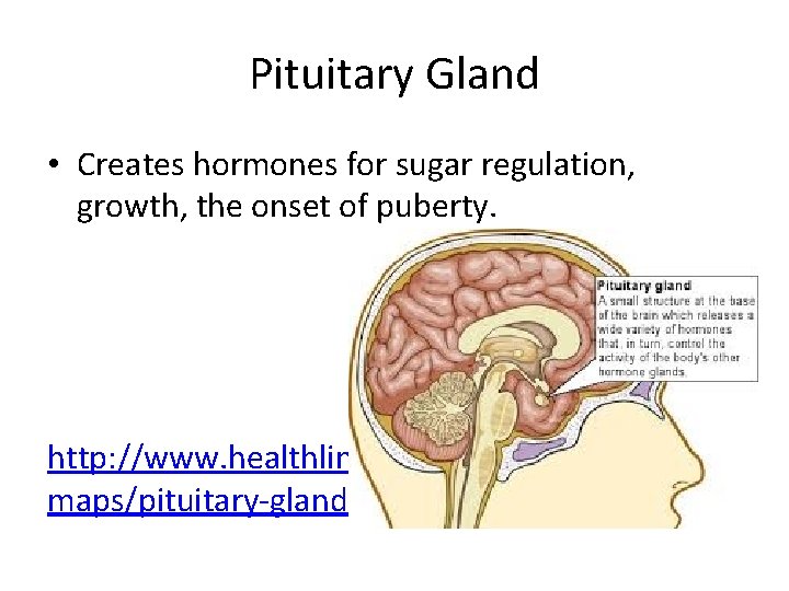 Pituitary Gland • Creates hormones for sugar regulation, growth, the onset of puberty. http:
