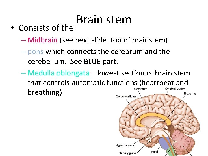  • Consists of the: Brain stem – Midbrain (see next slide, top of