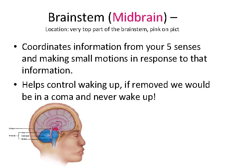 Brainstem (Midbrain) – Location: very top part of the brainstem, pink on pict •