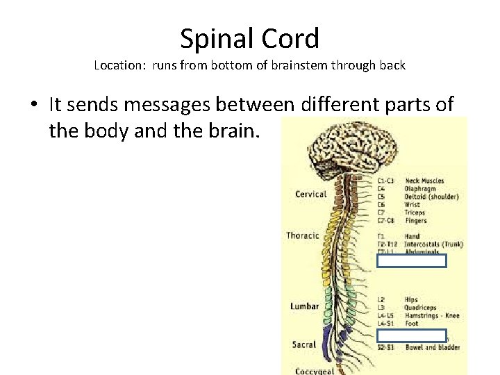 Spinal Cord Location: runs from bottom of brainstem through back • It sends messages