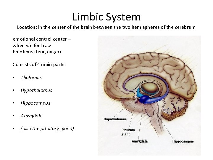 Limbic System Location: in the center of the brain between the two hemispheres of