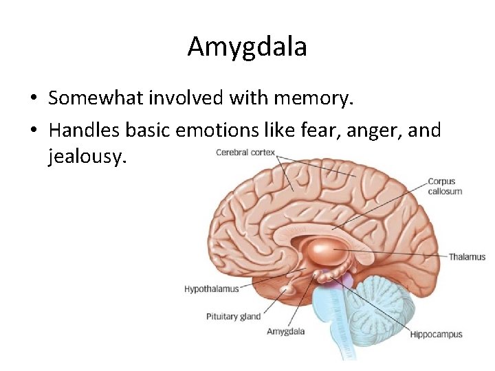 Amygdala • Somewhat involved with memory. • Handles basic emotions like fear, anger, and