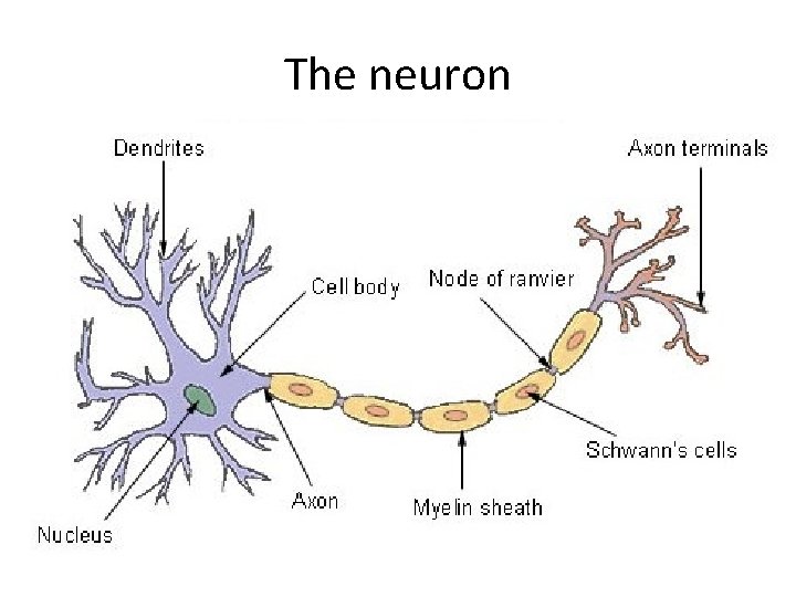 The neuron 