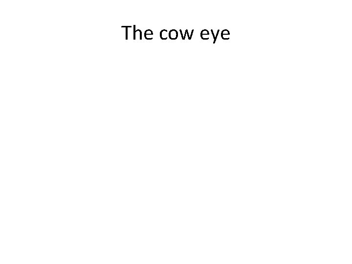 The cow eye 