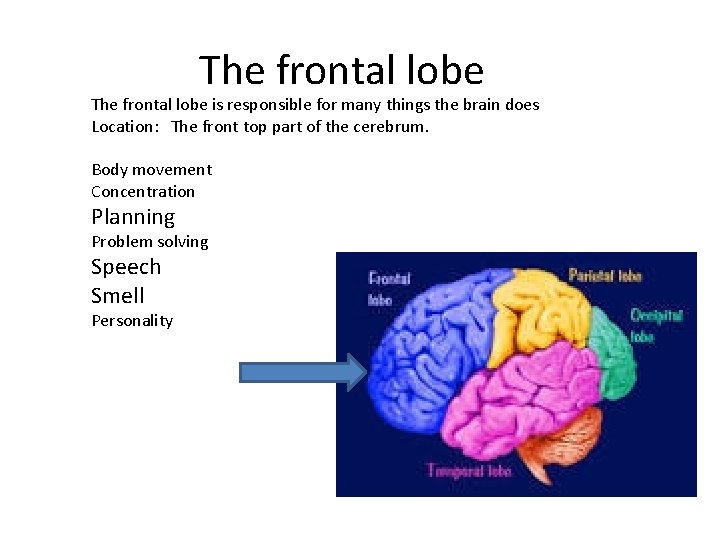 The frontal lobe is responsible for many things the brain does Location: The front