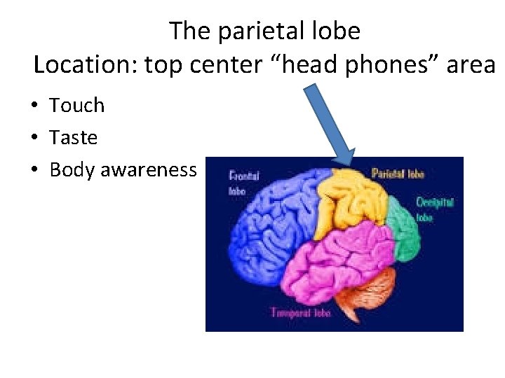 The parietal lobe Location: top center “head phones” area • Touch • Taste •