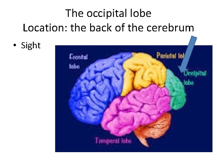 The occipital lobe Location: the back of the cerebrum • Sight 