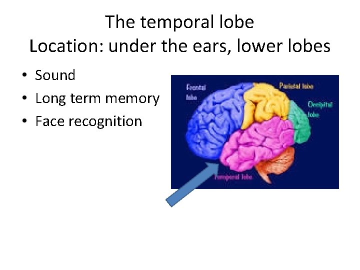 The temporal lobe Location: under the ears, lower lobes • Sound • Long term