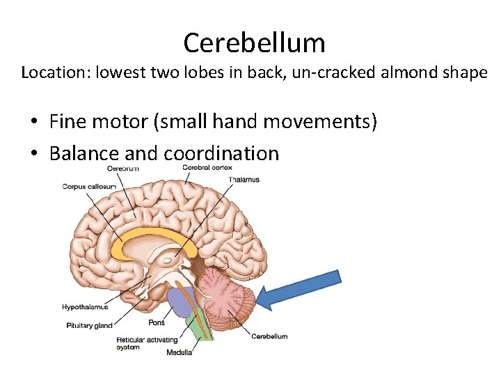 Cerebellum Location: lowest two lobes in back, un-cracked almond shape • Fine motor (small