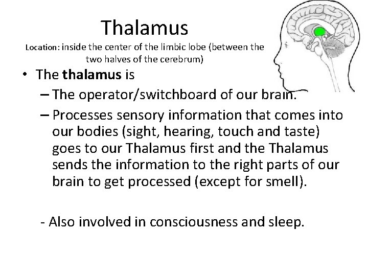 Thalamus Location: inside the center of the limbic lobe (between the two halves of
