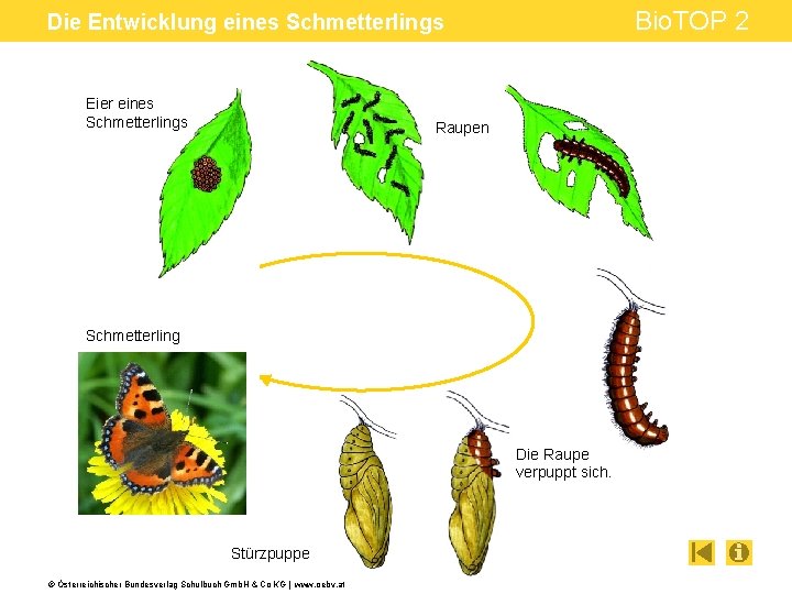 Bio. TOP 2 Die Entwicklung eines Schmetterlings Eier eines Schmetterlings Raupen Schmetterling Die Raupe