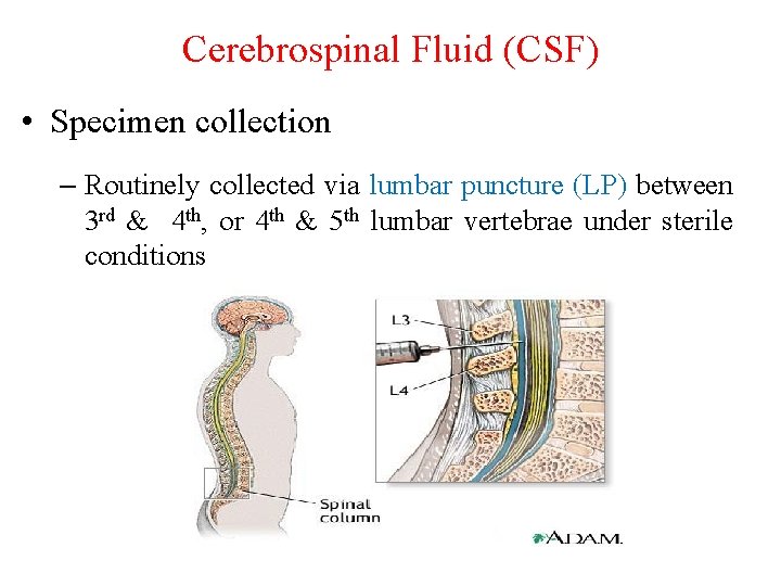 Cerebrospinal Fluid (CSF) • Specimen collection – Routinely collected via lumbar puncture (LP) between