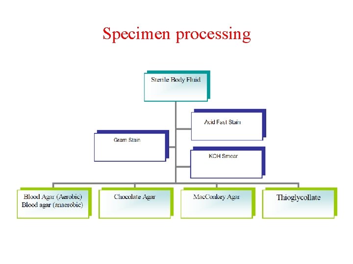 Specimen processing 