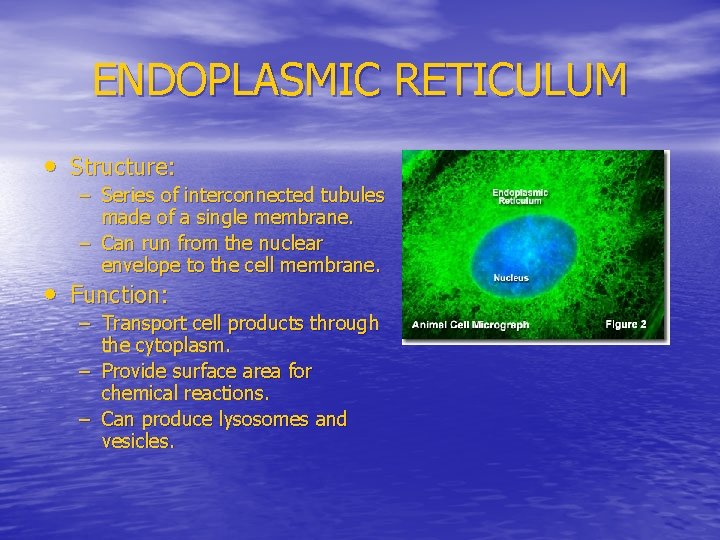 ENDOPLASMIC RETICULUM • Structure: – Series of interconnected tubules made of a single membrane.