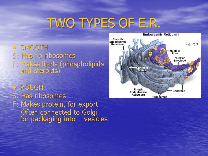 TWO TYPES OF E. R. • SMOOTH S: Has no ribosomes F: Makes lipids
