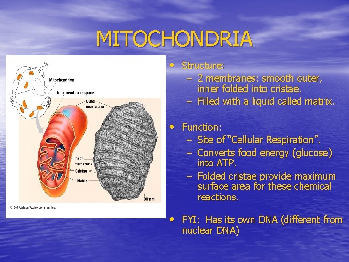 MITOCHONDRIA • Structure: – 2 membranes: smooth outer, inner folded into cristae. – Filled