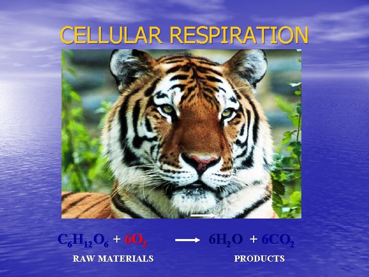 CELLULAR RESPIRATION C 6 H 12 O 6 + 6 O 2 RAW MATERIALS