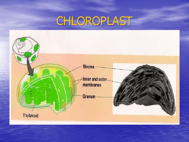 CHLOROPLAST 